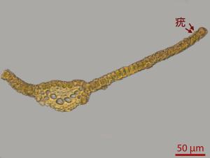 <a href="https://taieol.tw/muse/digi_object/65d3f39ff589c514e5f72a10c1697c52" target="_blank">挾葉擬合睫苔／By：姚奎宇／太魯閣國家公園管理處</a>