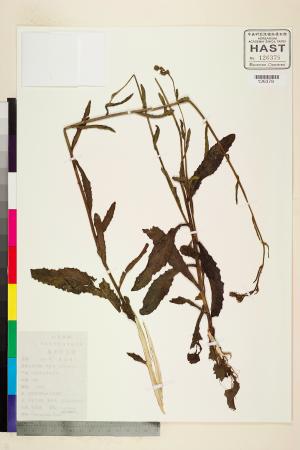 <a href="https://brmas.openmuseum.tw/muse/digi_object/ce05db84494e412382af7d3cc1a7e17c" target="_blank">毛蓮菜屬／中央研究院生物多樣性研究博物館植物標本館 (HAST)</a>
