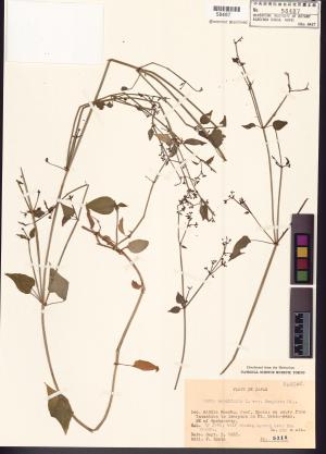 <a href="https://brmas.openmuseum.tw/muse/digi_object/ce119e0b0e2e0fb3c94059fa2a8f53a2" target="_blank">Rubia cordifolia／中央研究院生物多樣性研究博物館植物標本館 (HAST)</a>