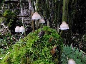 Mycena alcalina(鹼味小菇)