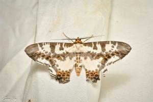 <a href="https://taieol.tw/muse/digi_object/4d89d96c40ddad827eeaf484f36e8bf4" target="_blank">Chorodna moorei／By：oscaryin／iNaturalist</a>