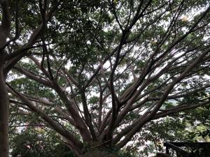 <a href="https://taieol.tw/muse/digi_object/fd778c839ef65079c86a803646a3b9d8" target="_blank">大葉雀榕／By：max822／iNaturalist</a>