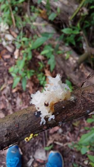<a href="https://taieol.tw/muse/digi_object/64374faaef3ddf77e2b84e7820143e70" target="_blank">銀耳／By：raingel／iNaturalist</a>
