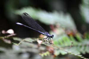 <a href="https://taieol.tw/muse/digi_object/1220ed832c45779ec18a27791178bbee" target="_blank">短尾幽蟌／By：aru／iNaturalist</a>