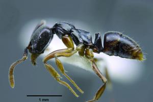 黃足粗針蟻