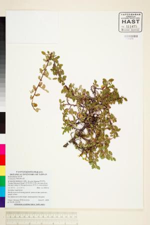 <a href="https://brmas.openmuseum.tw/muse/digi_object/ce5f47faedaa4a785106241323c3faf7" target="_blank">舖地蜈蚣屬／中央研究院生物多樣性研究博物館植物標本館 (HAST)</a>