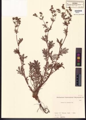 <a href="https://brmas.openmuseum.tw/muse/digi_object/ce616efa7dde886f599df502e009866a" target="_blank">委陵菜／中央研究院生物多樣性研究博物館植物標本館 (HAST)</a>