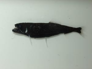 <a href="https://brmas.openmuseum.tw/muse/digi_object/731f57bcfd9c0e29cd7759e87d810126" target="_blank">臺灣星衫魚／中央研究院生物多樣性研究博物館動物標本館 (ASIZ)</a>