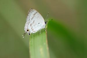 <a href="https://taieol.tw/muse/digi_object/106eadee8f74abcb403289c5fc24c377" target="_blank">閃灰蝶／By：林家弘／臺灣物種名錄(TaiCOL)</a>