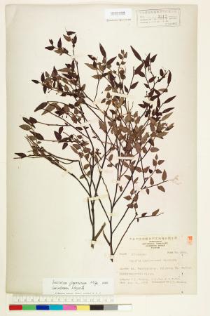 <a href="https://brmas.openmuseum.tw/muse/digi_object/ce9bcea3828b659ca7747a80b2f54d67" target="_blank">毛蕊花／中央研究院生物多樣性研究博物館植物標本館 (HAST)</a>