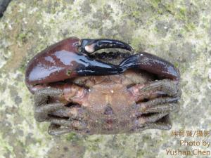 皺紋團扇蟹