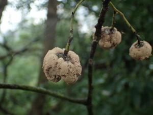 Clinoconidium sawadae(澤田氏斜孢菌) = Exobasidium sawadae(樟外擔子菌)