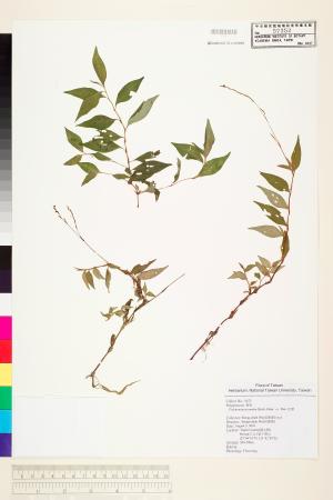 <a href="https://brmas.openmuseum.tw/muse/digi_object/cedec306a0ad116a6510379ef283b076" target="_blank">花蓼／中央研究院生物多樣性研究博物館植物標本館 (HAST)</a>
