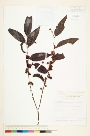 <a href="https://brmas.openmuseum.tw/muse/digi_object/cedf9ae9dc5783a70fb708123cc9aa2f" target="_blank">披針葉饅頭果／中央研究院生物多樣性研究博物館植物標本館 (HAST)</a>