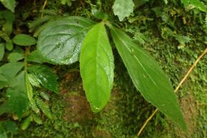 <a href="https://taieol.tw/muse/digi_object/4925d7decef62a2b4f814d41ab413636" target="_blank">俄氏草／By：chou4525／iNaturalist</a>