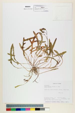 <a href="https://brmas.openmuseum.tw/muse/digi_object/ceed0ed24bc9377517a4e8f1828d12c1" target="_blank">細葉剪刀股／中央研究院生物多樣性研究博物館植物標本館 (HAST)</a>