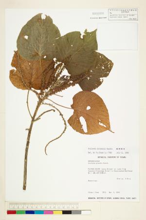 <a href="https://brmas.openmuseum.tw/muse/digi_object/ceef458e2a886b74aa47709002a589c9" target="_blank">蘭嶼鐵莧／中央研究院生物多樣性研究博物館植物標本館 (HAST)</a>