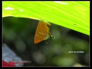 <a href="https://taieol.tw/muse/digi_object/608c7ac4eab367f6830feb738f705408" target="_blank">褐翅青灰蝶／By：handbbs／iNaturalist</a>