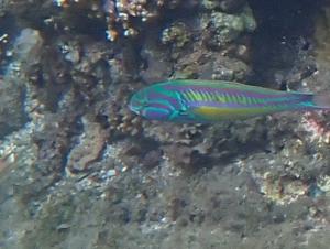 <a href="https://taieol.tw/muse/digi_object/92bd7cdddf8bb39cbc7ce8dbe6302c2a" target="_blank">五帶錦魚／By：langzi／iNaturalist</a>