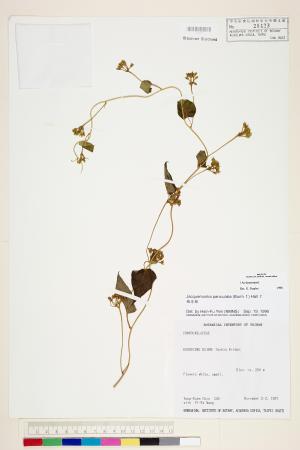 <a href="https://brmas.openmuseum.tw/muse/digi_object/cf1f3eba5527b23e0f5a65b896dce5cb" target="_blank">娥房藤／中央研究院生物多樣性研究博物館植物標本館 (HAST)</a>