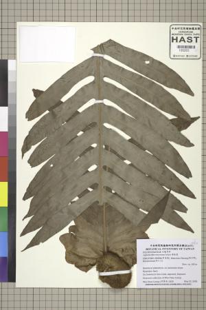 <a href="https://brmas.openmuseum.tw/muse/digi_object/cf21c5f70542a993316dee34abfc887a" target="_blank">連珠蕨／中央研究院生物多樣性研究博物館植物標本館 (HAST)</a>