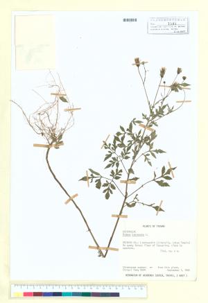 <a href="https://brmas.openmuseum.tw/muse/digi_object/cf5f65a3fac2b8b0ea9385f5dcdbac2b" target="_blank">鬼針／中央研究院生物多樣性研究博物館植物標本館 (HAST)</a>