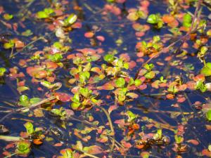<a href="https://taieol.tw/muse/digi_object/3e1dfeaae47213bf38ccd0b95e84e43d" target="_blank">印度節節菜／By：leaf0605／iNaturalist</a>