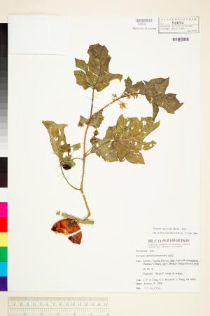 <a href="https://brmas.openmuseum.tw/muse/digi_object/cf6911f19a2918de8b6e01bdcd230b47" target="_blank">刺茄(牛茄子)／中央研究院生物多樣性研究博物館植物標本館 (HAST)</a>