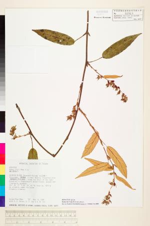 <a href="https://brmas.openmuseum.tw/muse/digi_object/cf7ba5e0bfca4527ec974ae11a1c55b7" target="_blank">柳氏懸鉤子／中央研究院生物多樣性研究博物館植物標本館 (HAST)</a>