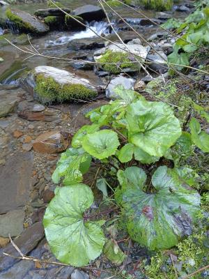 <a href="https://taieol.tw/muse/digi_object/baad6838058d5dd0c7d11eeb8851777a" target="_blank">臺灣款冬／By：naturalist14740／iNaturalist</a>