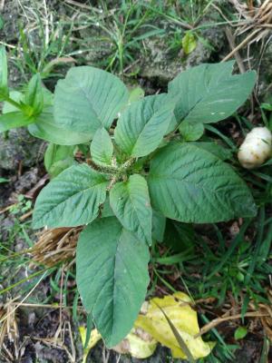 <a href="https://taieol.tw/muse/digi_object/de428f9c37fd06d04d05abbc995651da" target="_blank">野莧菜／By：chiehliangchen／iNaturalist</a>