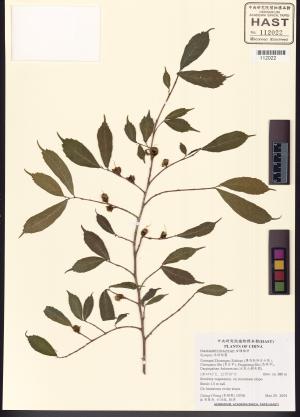 <a href="https://brmas.openmuseum.tw/muse/digi_object/cf975b22673cfca5bcf542465abae10c" target="_blank">水絲梨屬／中央研究院生物多樣性研究博物館植物標本館 (HAST)</a>