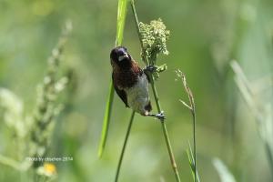 <a href="https://taieol.tw/muse/digi_object/b4e7cf8d519fed74e476fcaffda3b323" target="_blank">白腰文鳥／By：陳添財／臺灣物種名錄(TaiCOL)</a>