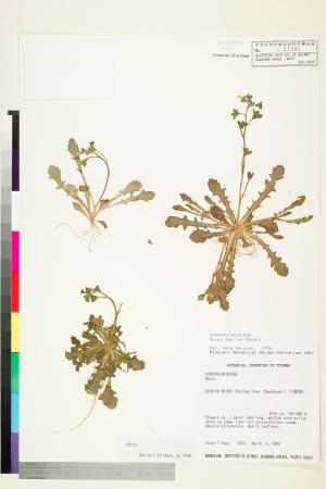 <a href="https://brmas.openmuseum.tw/muse/digi_object/cfaa95ba5a3f655a3f1c89d8e1040ec3" target="_blank">通泉草屬／中央研究院生物多樣性研究博物館植物標本館 (HAST)</a>