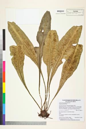<a href="https://brmas.openmuseum.tw/muse/digi_object/cfb19b48d4abb7acb4da7b6c1e97f2eb" target="_blank">鐵角蕨屬／中央研究院生物多樣性研究博物館植物標本館 (HAST)</a>