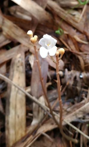 <a href="https://taieol.tw/muse/digi_object/313fcfd3b441edbb60b5001dad41bb50" target="_blank">吊鐘鬼蘭／By：smilltree／iNaturalist</a>
