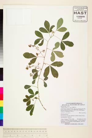 <a href="https://brmas.openmuseum.tw/muse/digi_object/cfc35f02dc02b0b26e1ab4d5647e05ba" target="_blank">飛龍掌血／中央研究院生物多樣性研究博物館植物標本館 (HAST)</a>