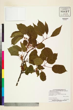 <a href="https://brmas.openmuseum.tw/muse/digi_object/cfc7379202f0bf6124194eacaa5c22ed" target="_blank">腺齒獼猴桃／中央研究院生物多樣性研究博物館植物標本館 (HAST)</a>