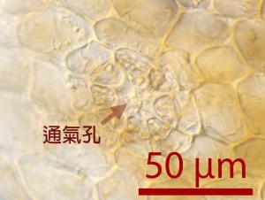 <a href="https://taieol.tw/muse/digi_object/3e88a33ead1dc81deb01a4697e42d5b2" target="_blank">鈍鱗紫背蘚／By：姚奎宇／太魯閣國家公園管理處</a>