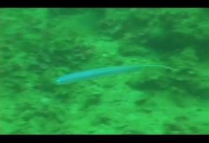 <a href="https://fishdb.sinica.edu.tw/muse/digi_object/6c9a42379e20bee7e555d9a8f79c3911" target="_blank">Ptereleotris hanae@fishdb-media-9129／陳靜怡</a>