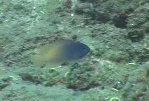 <a href="https://fishdb.sinica.edu.tw/muse/digi_object/c0b8ff33c0f2835b1a39ca8330b4707c" target="_blank">Chrysiptera rex@fishdb-media-13267／陳靜怡</a>