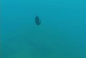 <a href="https://fishdb.sinica.edu.tw/muse/digi_object/02a0c8790ae3e50de12382fd92d3ecf0" target="_blank">Acanthurus dussumieri@fishdb-media-8639／陳靜怡</a>