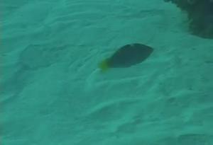<a href="https://fishdb.sinica.edu.tw/muse/digi_object/9198002ff5d2db466f9430fc96ab6999" target="_blank">Halichoeres hortulanus@fishdb-media-1077／陳靜怡</a>