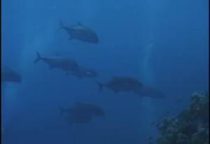<a href="https://fishdb.sinica.edu.tw/muse/digi_object/d5ed50ccc175ca84ff7bfa763ff97ecd" target="_blank">Caranx ignobilis@fishdb-media-2942／魚類生態與演化研究室</a>