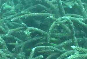 <a href="https://fishdb.sinica.edu.tw/muse/digi_object/f1ff0a8281356ae37e389e15ef24e026" target="_blank">Gobiodon quinquestrigatus@fishdb-media-13206／陳靜怡</a>