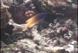 <a href="https://fishdb.sinica.edu.tw/muse/digi_object/87c413417f249e78826ad2e631a25096" target="_blank">Chrysiptera rex@fishdb-media-4246／魚類生態與演化研究室</a>