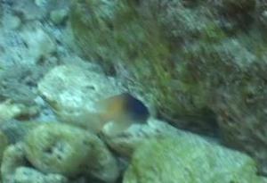 <a href="https://fishdb.sinica.edu.tw/muse/digi_object/b12e6923c71bbc86ba9eeac674bd6175" target="_blank">Chrysiptera rex@fishdb-media-4787／劉毓興</a>