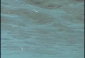 <a href="https://fishdb.sinica.edu.tw/muse/digi_object/c841df3141b5ae87ff51adeb1aaf1b84" target="_blank">Tylosurus crocodilus crocodilus@fishdb-media-4362／魚類生態與演化研究室</a>