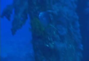 <a href="https://fishdb.sinica.edu.tw/muse/digi_object/a07469bc2435b8e80baa3920601d2711" target="_blank">Genicanthus melanospilos@fishdb-media-8262／陳靜怡</a>