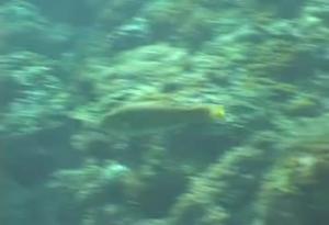 <a href="https://fishdb.sinica.edu.tw/muse/digi_object/99dab506d10f7a88d3efefc41e547bfa" target="_blank">Thalassoma trilobatum@fishdb-media-8192／劉毓興</a>